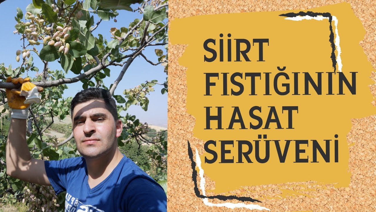 İşte Siirt Fıstığı Böyle Toplanır. Emek Ve Alın Terinin Özeti. 4K