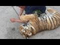 человек играет с тигром