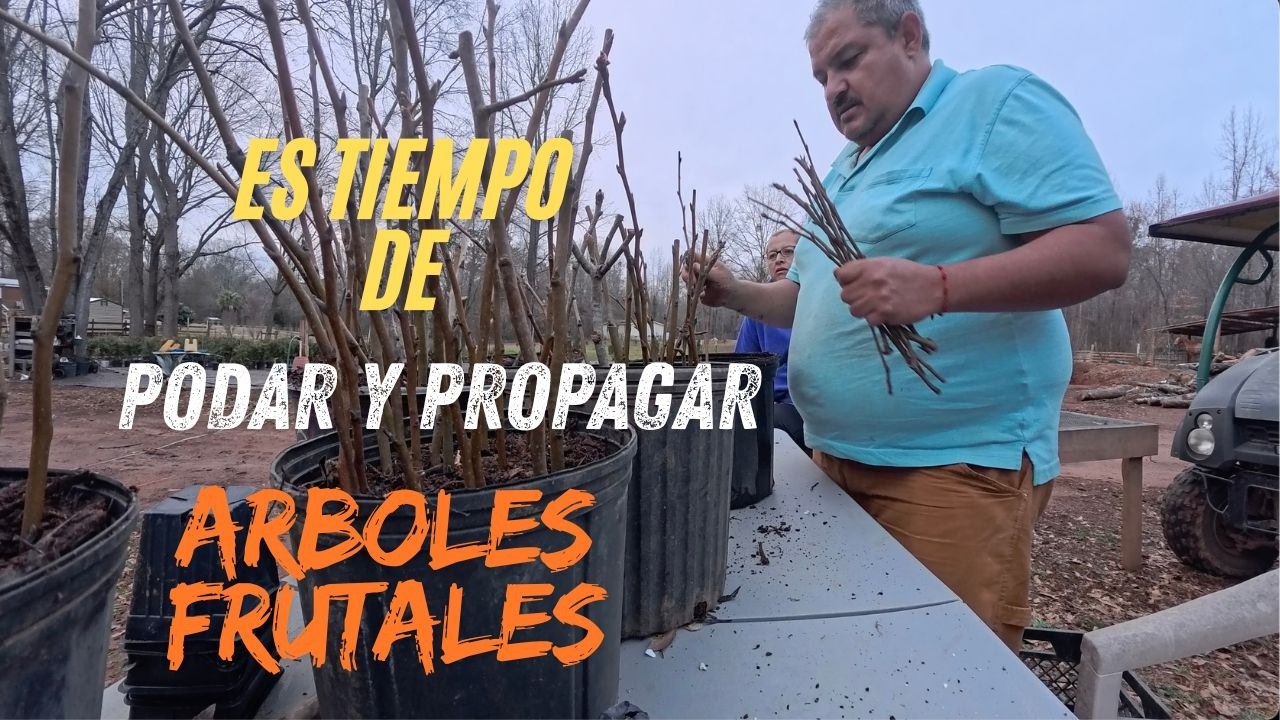 Es tiempo de podar y propagar los arboles frutales