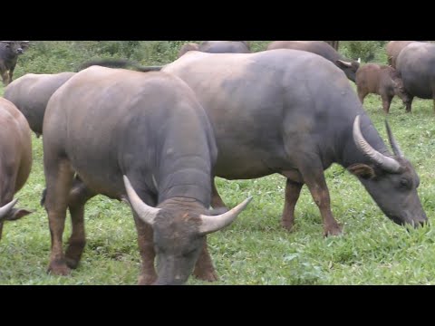 Video: Gloriosa (32 Duab): Yam Ntxwv Ntawm Hom Rothschild Gloriosa Thiab Zoo Nkauj, Cov Yam Ntxwv Ntawm Kev Cog Thiab Saib Xyuas Hauv Tsev