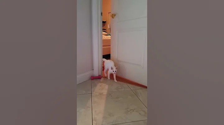Kitten opens door by itself