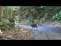 Japanese Island Wild Deer Fight!