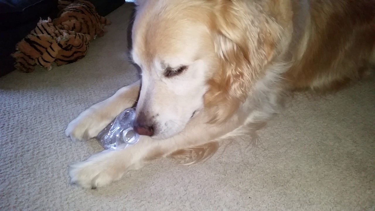 puppy chewing on plastic bottles