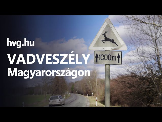 Nem az őz megy át az úton, hanem az út megy át az erdőn - riport a magyarországi vadveszélyről class=