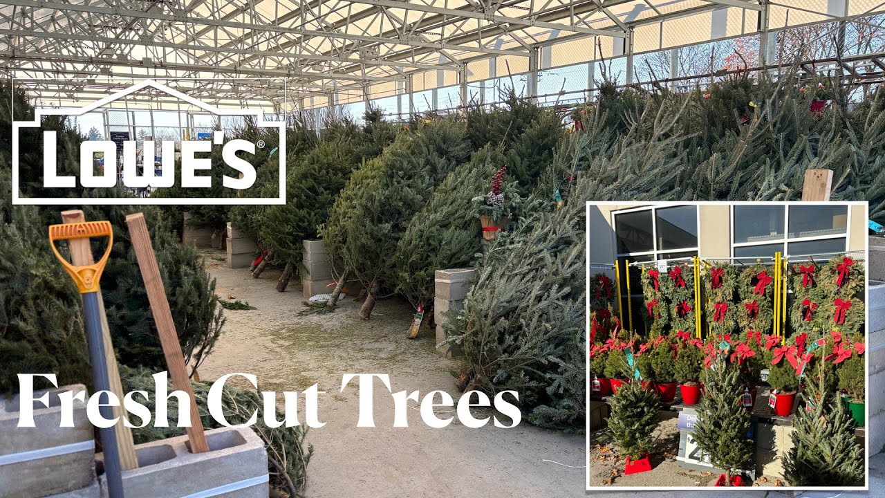 Shop Lowe s Holiday Evergreens Fresh Cut Trees Wreaths And Potted shop-lowe-s-holiday-evergreens-fresh-cut-trees-wreaths-and-potted
