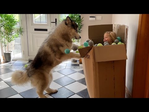 Adorable Little Girl Hides And Scares Husky!