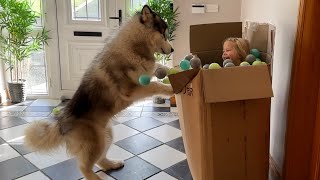 Adorable Little Girl Hides And Scares Husky!