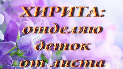 ХИРИТА (ПРИМУЛИНА):отделяю деток от листа