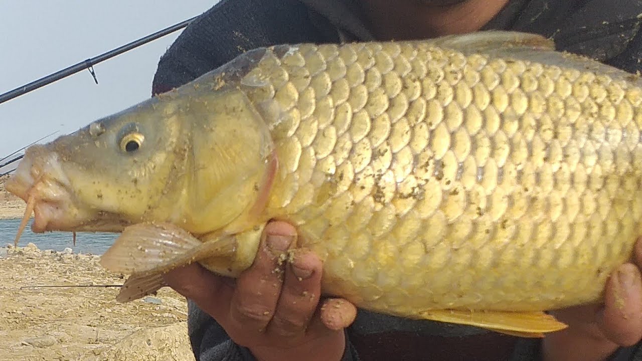 خنشلة khenchela تخيم 6أيام  وحدي 💪⚓وصيد  سمك الكارب🐟🐟 في سد بابار ولاية خنشلة