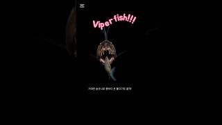 심해 괴물의 실체…  정체 공개!#Viperfish#AI영상#괴물#신비한 물고기
