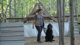 видео: Догтренинг 531. Атака русского черного терьера Часть 2 картинка: Догтренинг 531. Атака русского черного терьера Часть 2