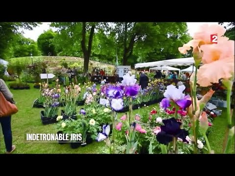 Video: Dyrkning Af Sibiriske Iris