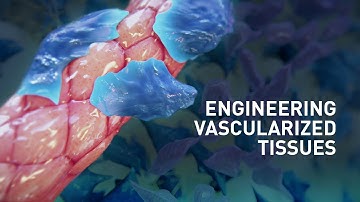 Engineering Vascularized Tissues
