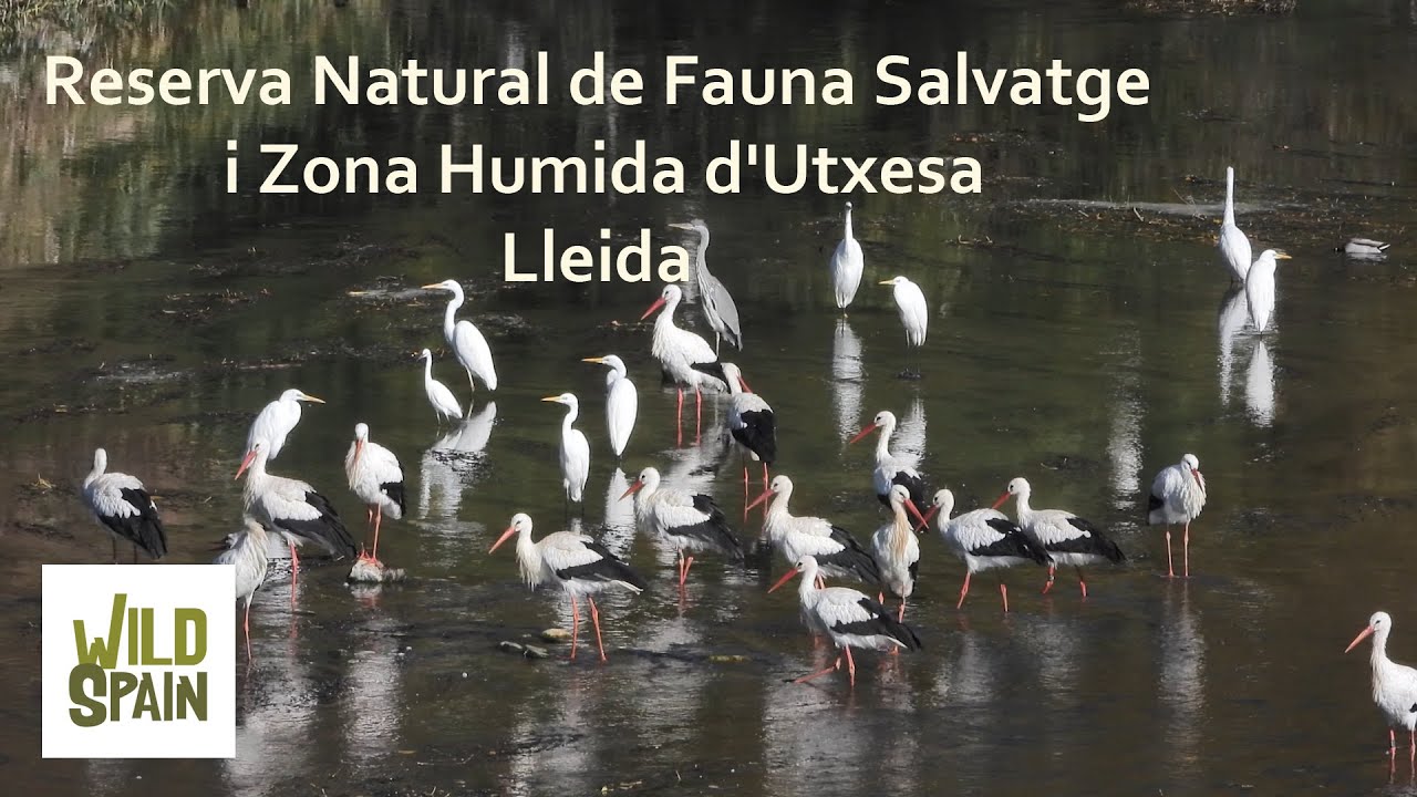 Wild Spain - Capítulo 146 - Reserva Natural de Fauna Salvatge i Zona Humida d'Utxesa, Lleida.