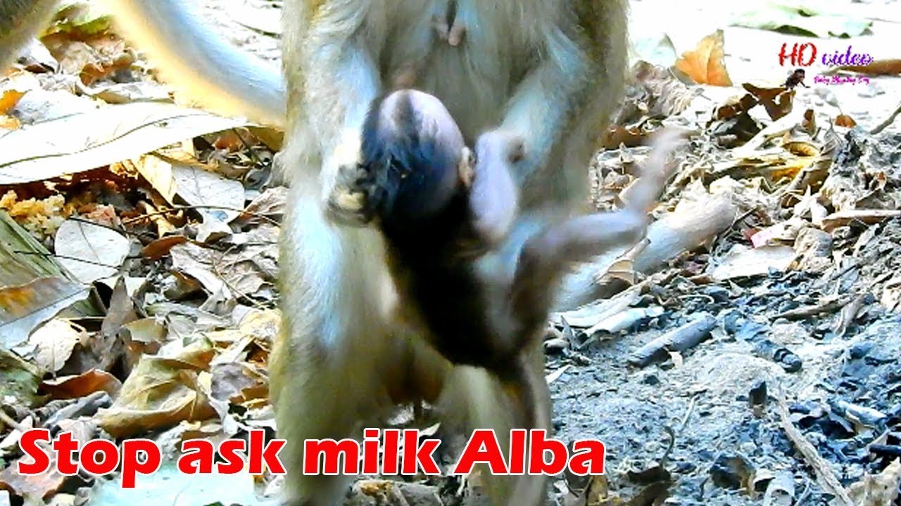 O..M..G ! Anna stand up fight her baby Alba too hard, Pity poorest Alba cry tantrum mom cuz mom wean