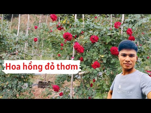 Hoa hồng leo màu đỏ thơm Republic de montmartre | Foci