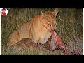 Animales Atacados Sin Piedad Por Leopardos, Tigres Y Cougares