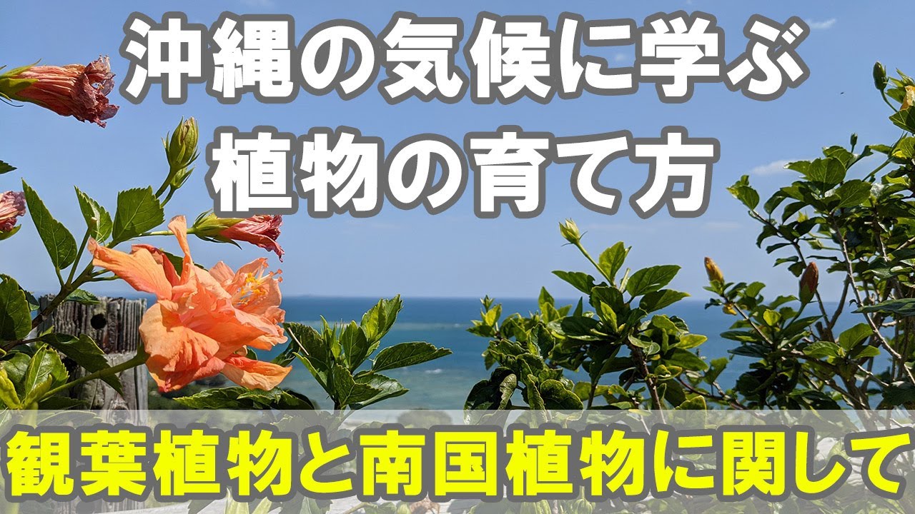 沖縄の気候に学ぶ植物の育て方 胡蝶蘭が庭で咲く 観葉植物が道路のわきにある ハイビスカスは生垣 Youtube