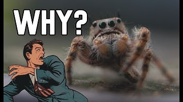 Why Are People Scared of Spiders? | Quick Answer