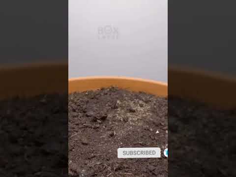 Video: 3 manieren om een cactuspot te vervangen