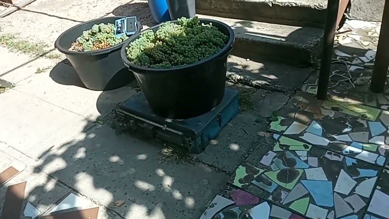Сбор урожая и хранение