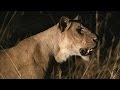 Hippo and Lion Behavior
