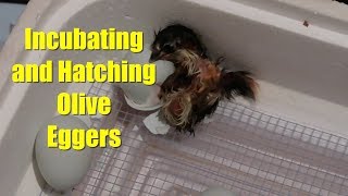 Celebrity Incubating and Hatching Olive Eggers Net Worth