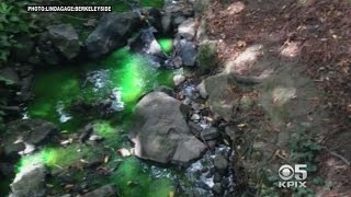 Bright Green Dye Flowing In Berkeley Creek Non-Toxic