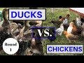 DUCKS vs. CHICKENS