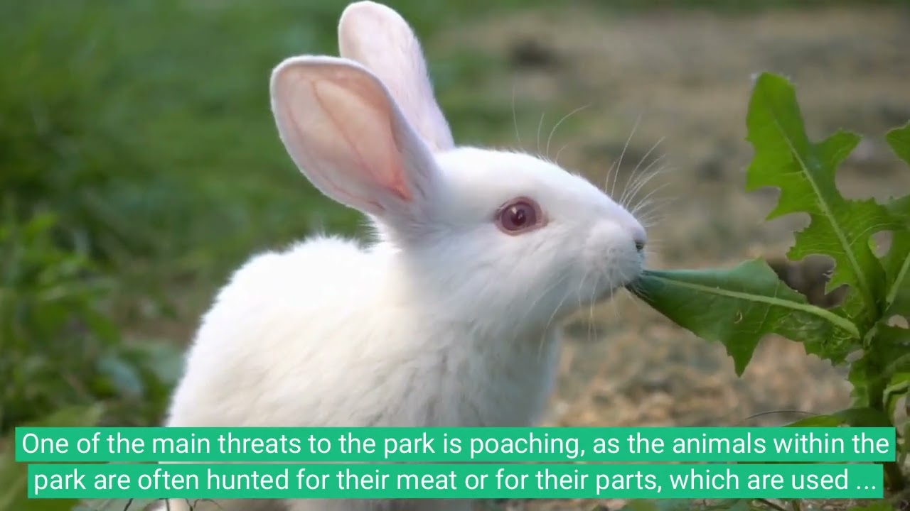 SALONGA NATIONAL PARK