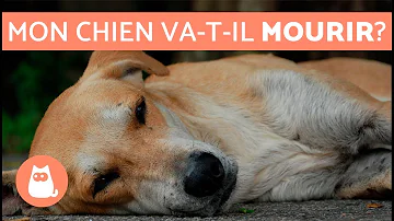 Comment faire avec un vieux chien ?