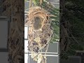 HANGING NEST