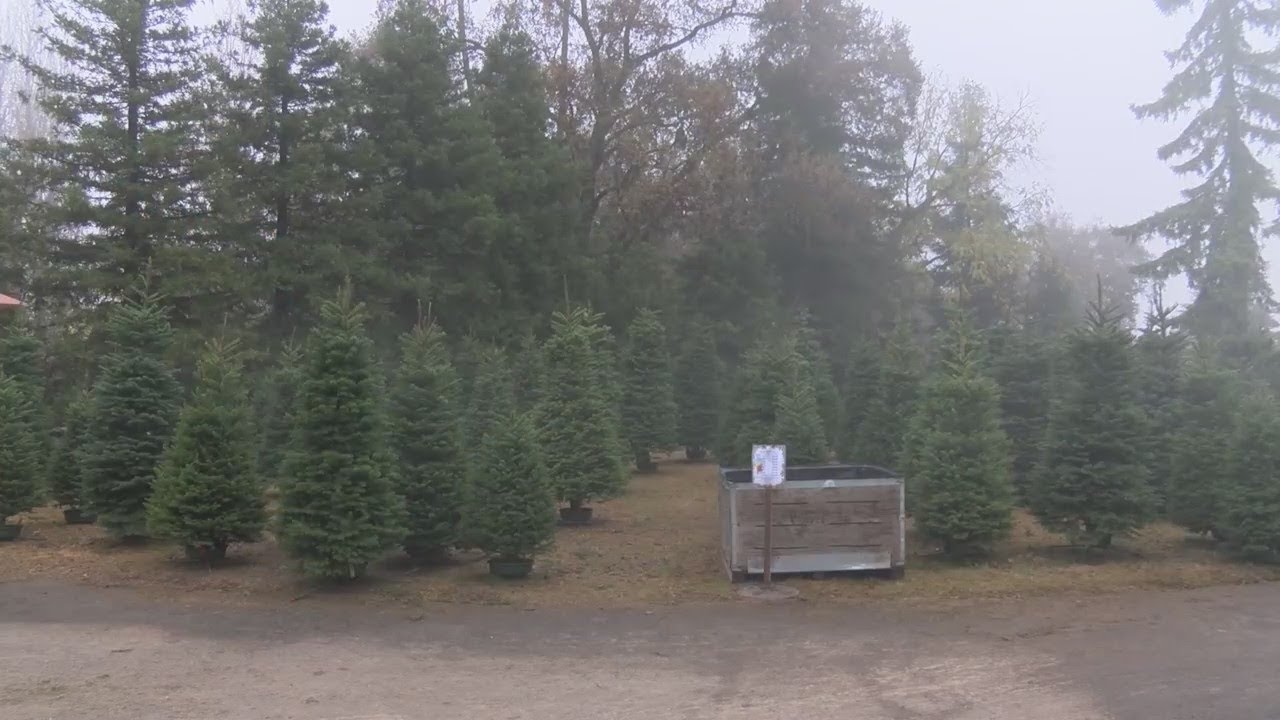 Some types of Christmas trees grown in the Valley YouTube