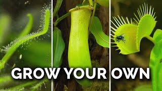 How Carnivorous Plants Work