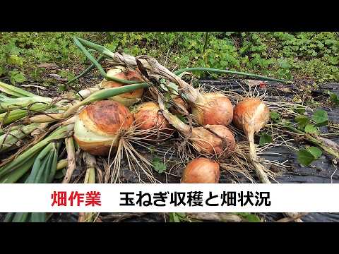 Onion Harvest 06/04/2026 - YouTube