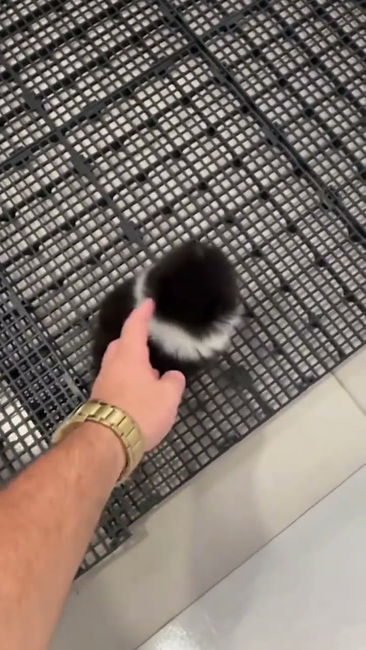 ¿Alguna vez viste un perrito tan pequeño hacer esto ??