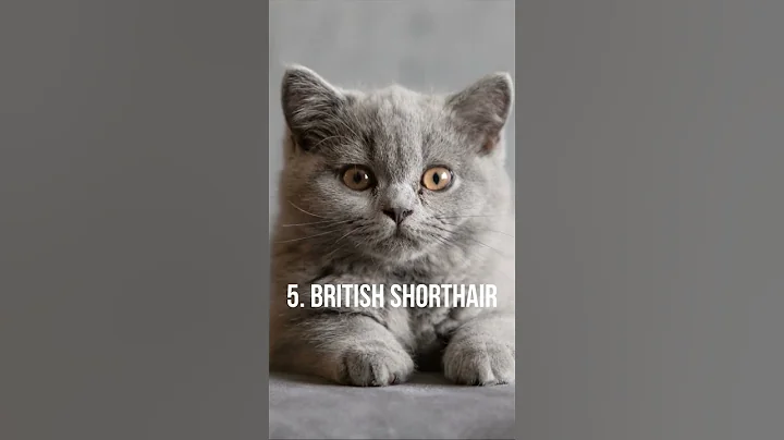Watch the video about Top 10 Cutest Cat Breeds In The World #cat #cats #fyp #catbreed
