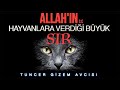 İÇİNİZ TİTREYECEK! ALLAH'IN HAYVANLARA VERDİĞİ BÜYÜK SIR.