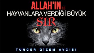 İÇİNİZ TİTREYECEK! ALLAH'IN HAYVANLARA VERDİĞİ BÜYÜK SIR.