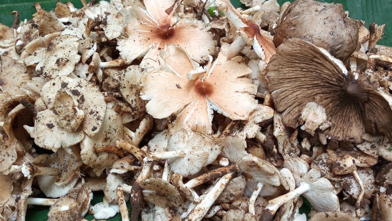 Mencari jamur di awal musim gak nyangka hasilnya sangat wawwwww🔥#jamur 