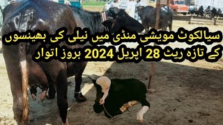 nili ravi buffalo fresh rates in cattle market sialkot punjab pakistan