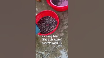 Cá nàng hai( thác lác cườm) ace cần mua gọi trực tiếp cho em ĐT 0918955469 hoặc 0917502382