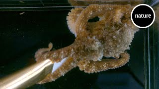 Do octopuses dream? Brain recordings provide the first clues by nature video 24,280 views 11 months ago 3 minutes, 45 seconds