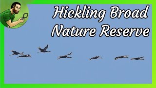 A Scorcher of a Day at Hickling Broad Nature Reserve! @GregsWildlife