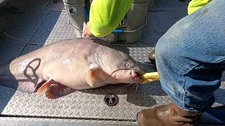 New video, Big high fin bluecat on deck