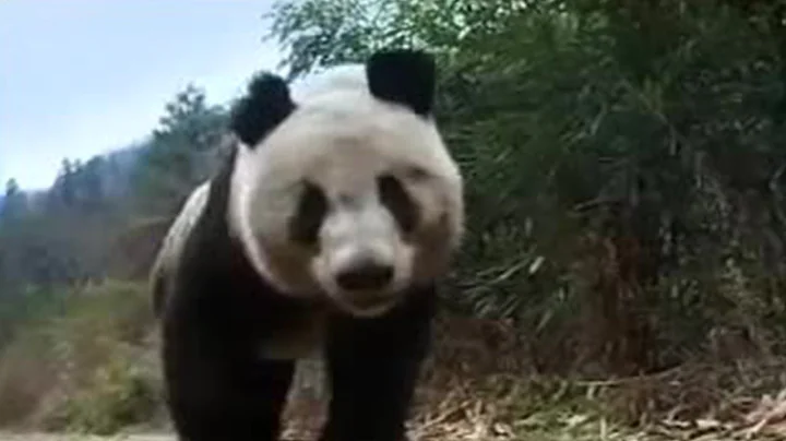 Giant Panda Bear Does Handstand! | BBC Studios - DayDayNews