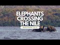 Elephants risk their lives to cross the nile river