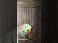 Babu bird mitthu mitthu magical amazing beautiful parrot #cat #shorts #viral #,':£,#dd
