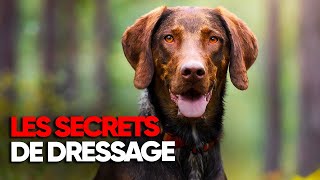 Les secrets du dressage de chien de chasse  Documentaire complet  BT