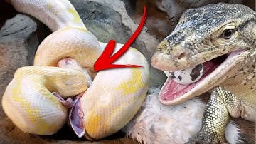 FEEDING EGGS AND BUNNIES TO MY GIANT REPTILES FOR EASTER!! | BRIAN BARCZYK